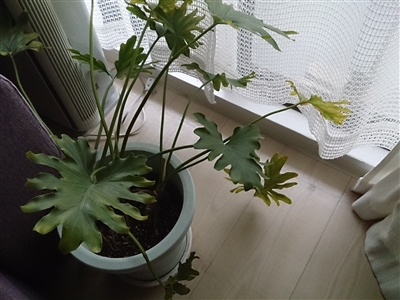 観葉植物を移動するときの輸送・梱包方法